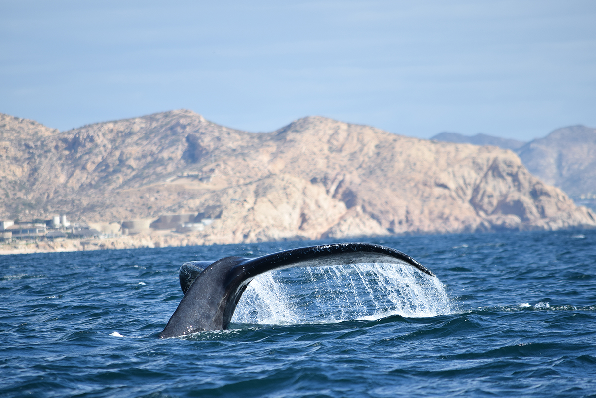 Cabo_WhaleWatch